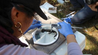 ESPECIE DE AJOLOTE, CLAVE PARA LA CONSERVACIÓN DE LA BIODIVERSIDAD DE LA CDMX